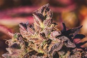 CBD-1PLSD.DE